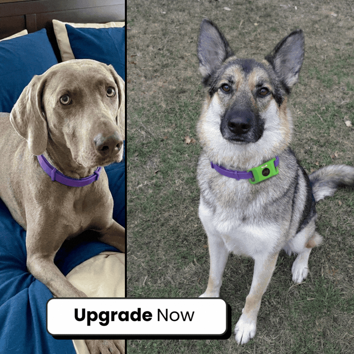 Upgrade To The Premium Collar (Double the Protection, Flea & Tick Tag) + FREE Upgrade To The Premium Blanket (Double the Size, Double The Plush)