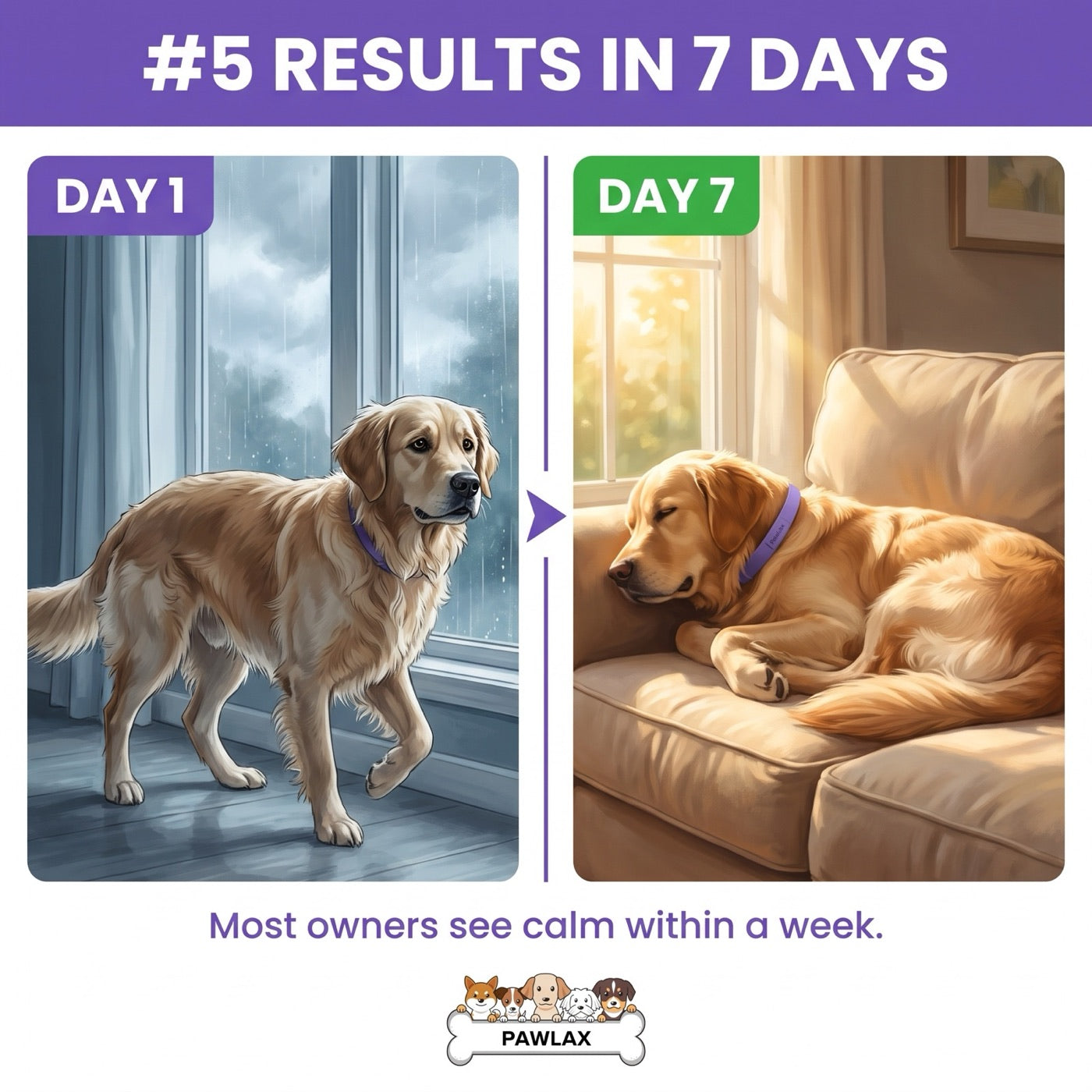 Day 1 versus day 7: a restless dog pacing at a rainy window, then the same dog asleep in the sun on the couch