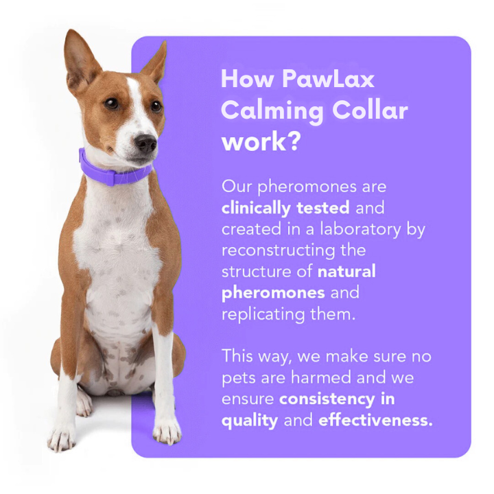 PawLax Collar [FREE TODAY]