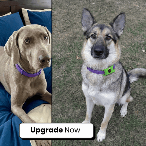 Upgrade To The Premium Collar (Double the Protection, Flea & Tick Tag) + FREE Upgrade To The Premium Blanket (Double the Size, Double The Plush)
